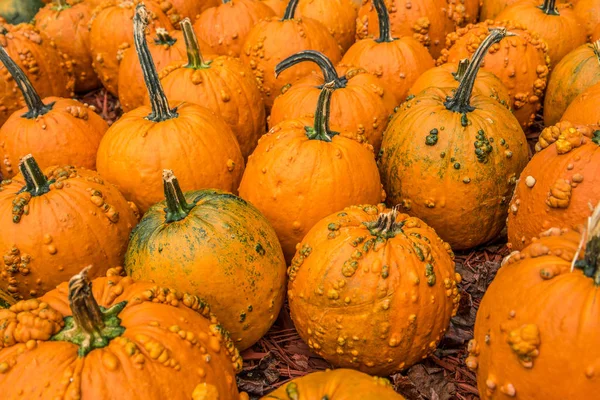 Pumpkins with bumps — Stock Photo, Image