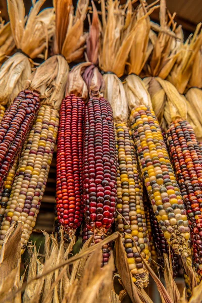 Indian colored corn hanging