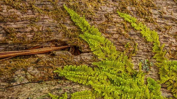 Mossy fern on tree bark — Stock Photo, Image