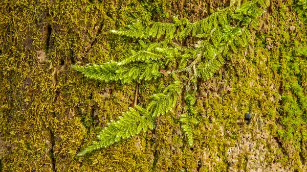 Mossy Fern op boom schors — Stockfoto