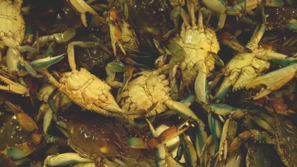 Atlantische Blaue Krabben Stapeln Sich Frisch Und Noch Lebendig Auf — Stockvideo