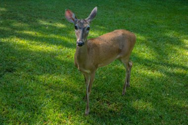 dişi geyik yakın çekim
