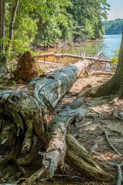 Upadłe drzewa w jeziorze — Zdjęcie stockowe