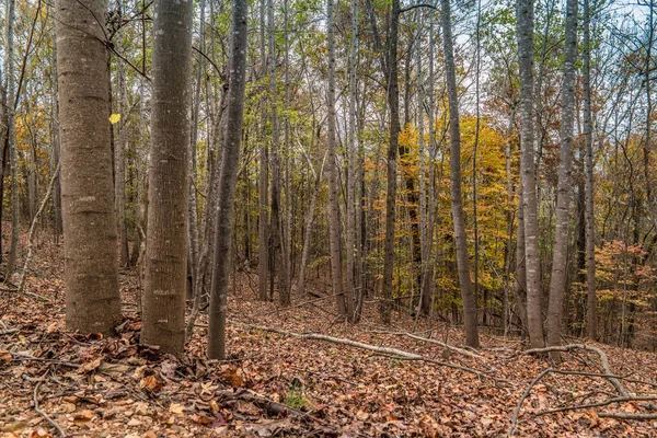 Kleurrijke hoge bomen in de herfst — Stockfoto