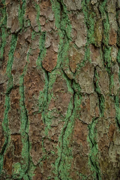 Écorce d'arbre avec textures et motifs — Photo