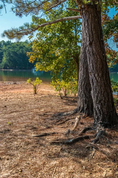 Praia do lago erodida expondo raízes de árvores — Fotografia de Stock