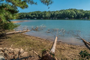 Erozyondan devrilen ağaçlar