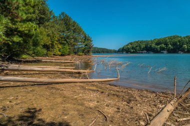 Erozyondan devrilen ağaçlar