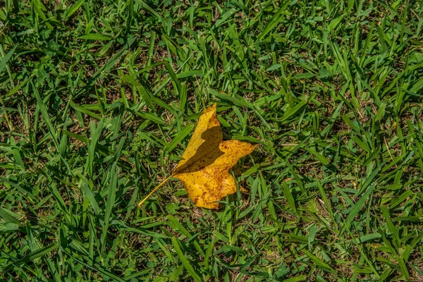 Uma folha caída que coloca na grama — Fotografia de Stock