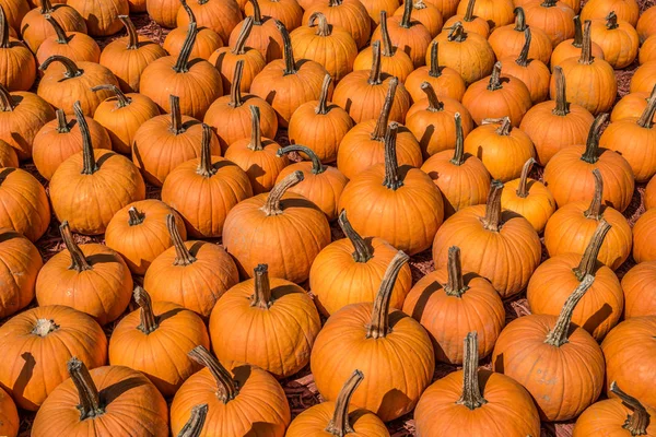 Un sacco di zucche piccole — Foto Stock