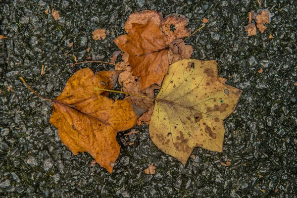 Fallen leaves on the asphalt — Stock Photo, Image