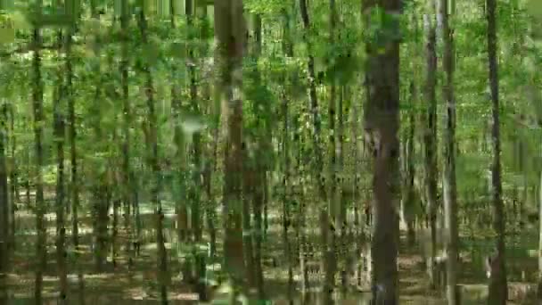 Auf Einer Traktorfahrt Durch Den Wald Nachmittag Die Frühherbst Schnell — Stockvideo