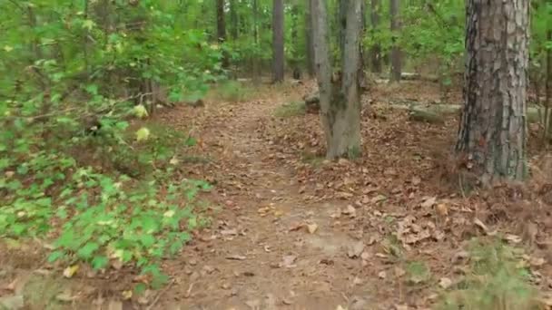 初秋的时候 漫步在绿树成荫的森林里 小径上的小径被树叶覆盖着 小径上的树木和灌木丛排成了一条小径 — 图库视频影像