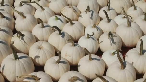 가을의 날에는 크기의 유령같은 호박들 농장에 판매되고 — 비디오