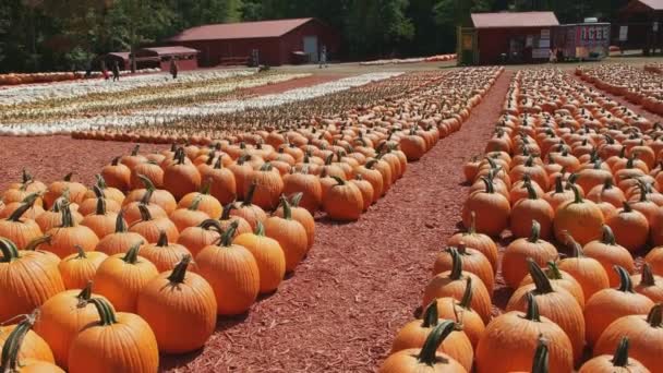 Una Variedad Tamaños Colores Calabazas Filas Agrupaciones Para Venta Granja — Vídeos de Stock