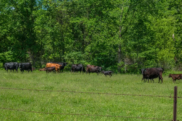Mucche che proteggono i vitelli — Foto Stock