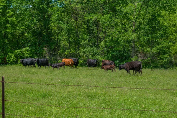 Vacas com os seus vitelos — Fotografia de Stock