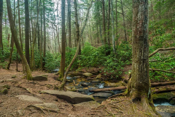Potok tekoucí v lesích — Stock fotografie