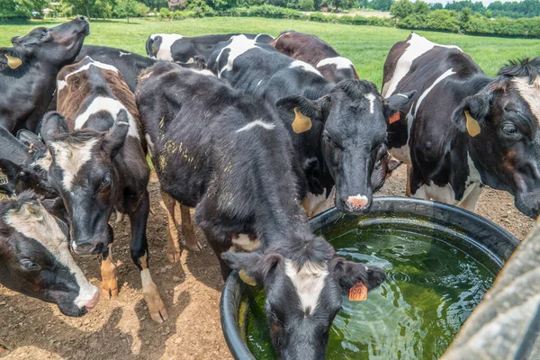 Vacas a beber água — Fotografia de Stock