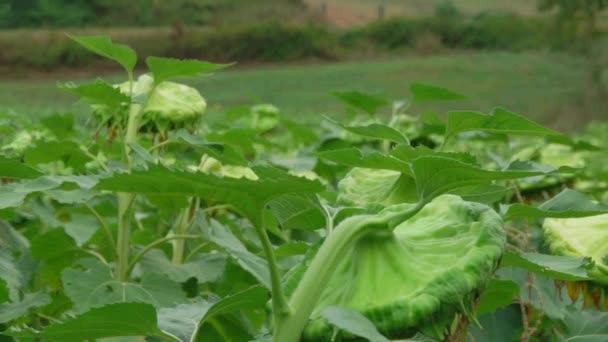 秋の曇りの日に丘の中腹に木で収穫する準備ができている植物の茎に種の頭を垂らす季節のための完成したひまわりの列 — ストック動画