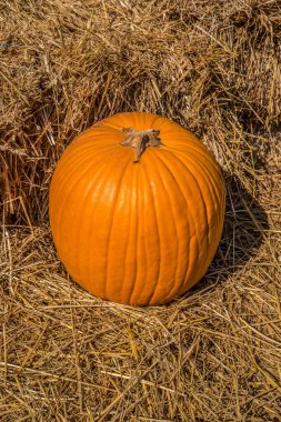 Saman balyasındaki balkabağı