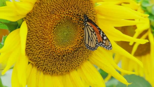 Єдиний Монарх Метелик Запилює Яскраво Жовтій Квітучій Соняшниковій Голові Крупним — стокове відео