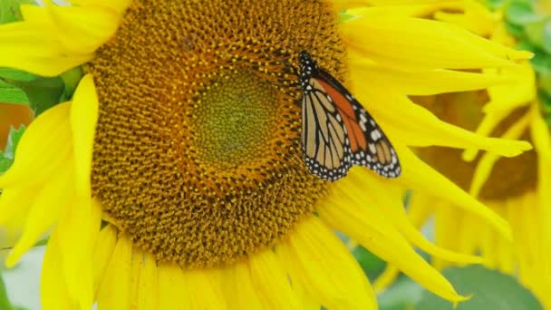 Mehrere Bienen Und Ein Monarchfalter Gehen Von Blute Blute Und Stock Footage Videos C Sandraburm 369386798 Depositphotos