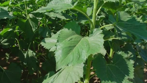 En regardant du sol jusqu'à la tige et le feuillage de la plante à la tête de la graine jaune avec des arbres et des tournesols en arrière-plan dans un ciel bleu vibrant 
