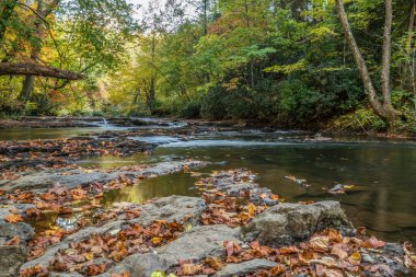 Deredeki kayalıklarda düşen yapraklar