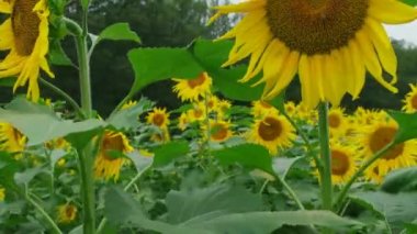 Ayçiçeği sıralarında yürürken, daha uzun, çiçek başları üzerinde arılar ve parlak bir sonbahar gününde arka planda ağaçlar olan bazılarının yanından geçerken.
