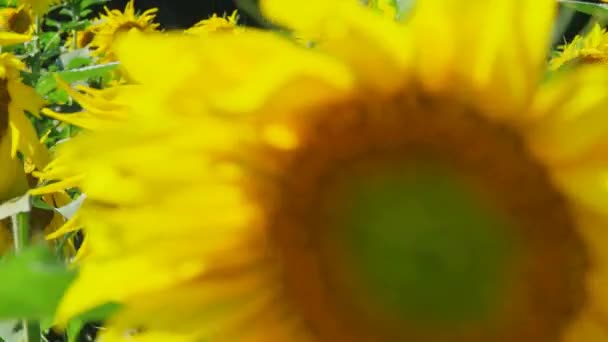 Wandelen Door Rijen Zonnebloemen Close Passeren Sommige Die Groter Zijn — Stockvideo