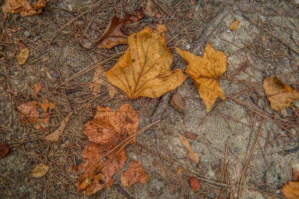 Leaf litter on sand — Stock Photo, Image