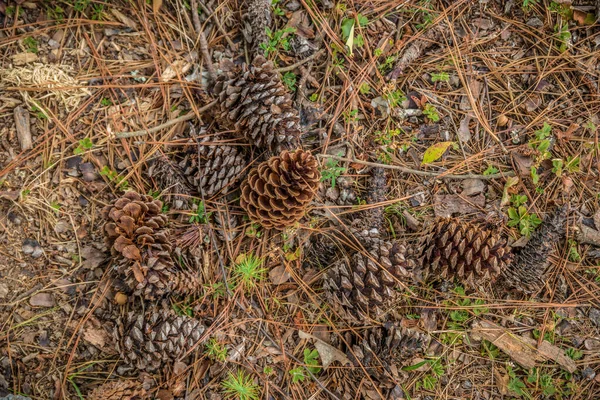 Conos de pino en el suelo —  Fotos de Stock