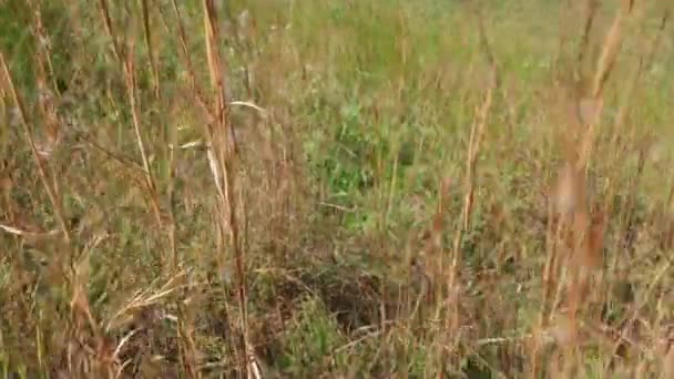 Går Längs Sjöns Strandlinje Bland Höga Gräset Som Blåser Försiktigt — Stockvideo