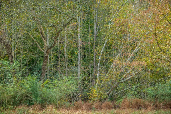 Podzimní keře a trávy — Stock fotografie