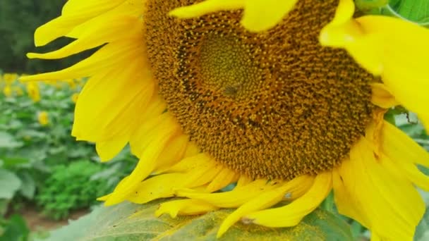 Une abeille domestique est occupée à recueillir le pollen d'un tournesol jaune vif dans un champ de tournesol par une journée ensoleillée en été 