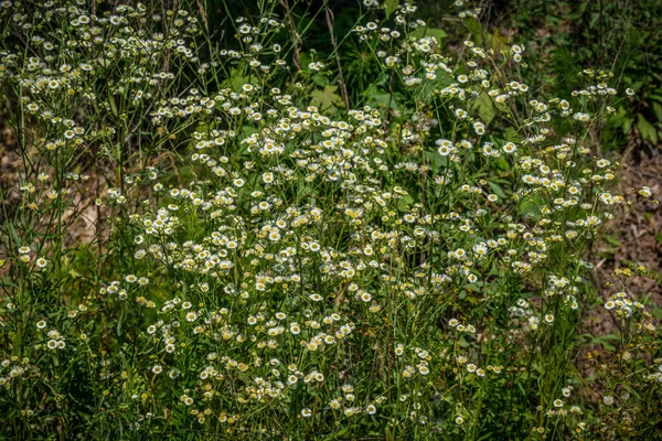 黄色の中心部と長い茎を持つ明るい白蜂や他の昆虫の間でお気に入りのフィールドに成長デイジーフラバン植物の大規模なグループ一般的な雑草 — ストック写真