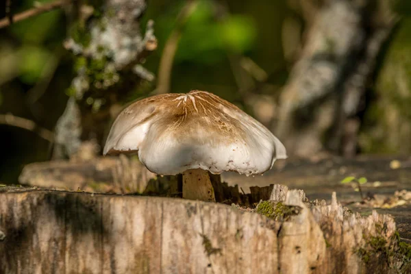 Egy Nagy Fehér Gomba Egy Rothadó Fatuskó Tetején Erdőben Közelről — Stock Fotó