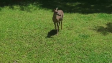 Genç bir dişi geyik hamile. Güneşli bir günde arka bahçede başka bir elma yemek için bekliyor. 