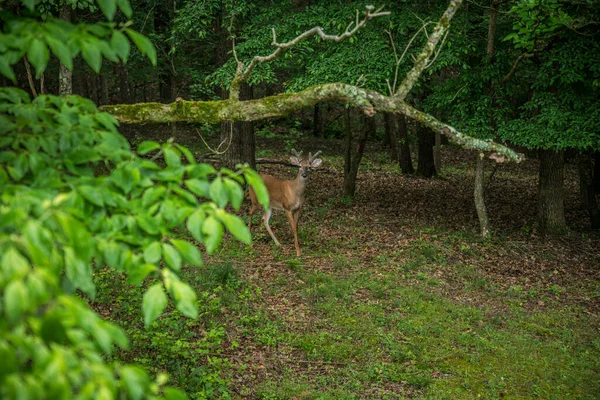 Young Buck Whitetail Deer Small Velvety Antlers Approaching Clearing Woodlands — Stock Photo, Image