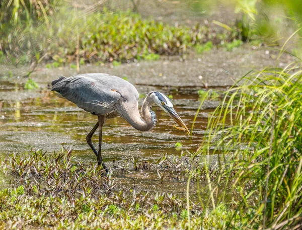 Garza Azul Captura Cangrejo Río Las Aguas Poco Profundas Los —  Fotos de Stock