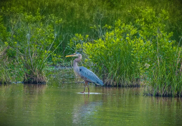 Garza Azul Adulta Caminando Alrededor Caza Peces Aguas Poco Profundas —  Fotos de Stock