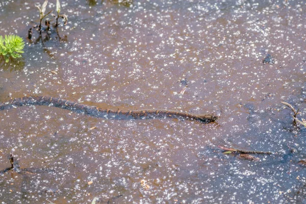 春の湿地帯で晴れた日に花粉に覆われた水の中で泳ぐ一般的な水蛇 — ストック写真