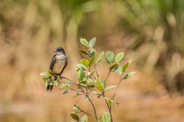 Pássaro Que Descansa Cima Ramo Arbusto Nas Zonas Húmidas Acima — Fotografia de Stock