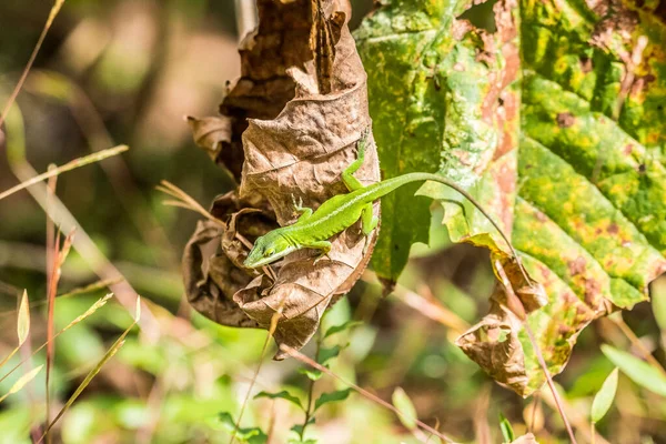 Egy Teljes Méretű Zöld Anole Gyík Lóg Egy Rothadó Levél — Stock Fotó