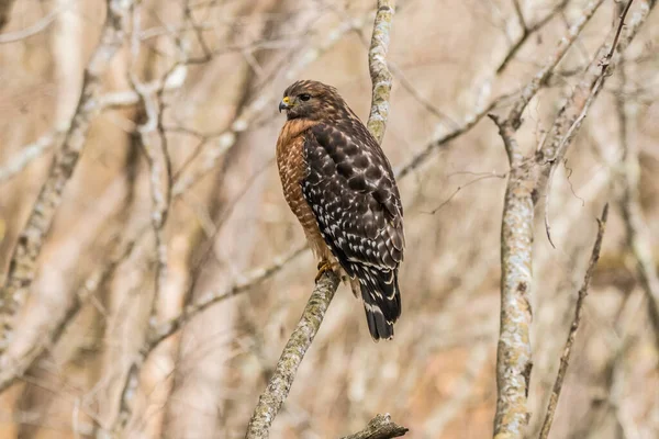 Volwassen Cooper Havik Een Boomtak Bossen Kijkend Wachtend Voedsel Een — Stockfoto