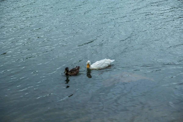 Pato Doméstico Branco Seguindo Pato Reais Fêmea Lago Dia Ensolarado — Fotografia de Stock