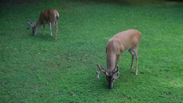 夏の晴れた日に庭で草や雑草を平和的に食べながら放牧しているオスの鹿の若いドルのカップル — ストック動画
