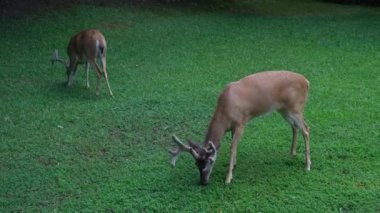 İki erkek geyik güpegündüz bahçede sessizce ve huzur içinde ot yiyor.