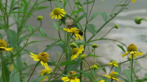 一只蜜蜂从一朵花飞到另一朵花 采集花粉 这些花粉储存在它初夏的腿上 — 图库视频影像